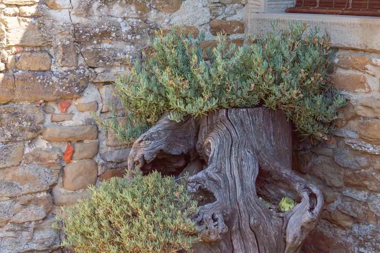 ארצו Agriturismo Con Piscina In Toscana, Tribbiano מראה חיצוני תמונה