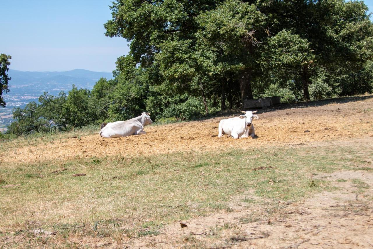 ארצו Agriturismo Con Piscina In Toscana, Tribbiano מראה חיצוני תמונה
